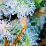 Trichomes on Super Sour Diesel after 67 Days